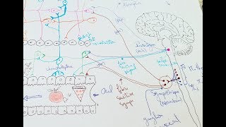 innervation du tube digestif 2ème partie  Physiologie de la digestion [upl. by Kordula229]