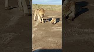 Several days of mating lioness is no longer interested lions gorgeousvideo wildlife animals [upl. by Arun]