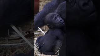 Baby gorilla turns 90 days babygorilla [upl. by Wengert]