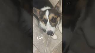 Who did better corgi funny cute dog doglover fyp shorts [upl. by Htomit118]