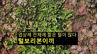 털보리본이끼 Apometzgeria puhescens Schrank kuwah [upl. by Aserret415]