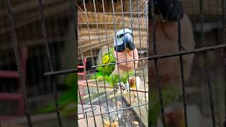 Itna khubsurat Mithu Pakhi red breasted parakeet song shorts parrot [upl. by Enilrad]