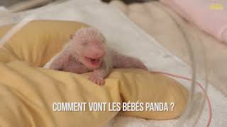 J4  Comment vont les bébés panda [upl. by Allwein]