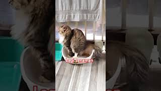 Bigini la cara kucing berakkucing [upl. by Niawtna]