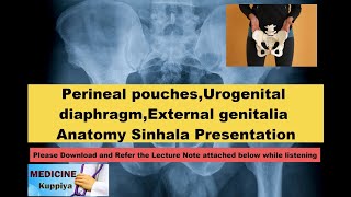 Perineal pouchesUrogenital diaphragmExternal genitalia Sinhala Presentation [upl. by Aimek]