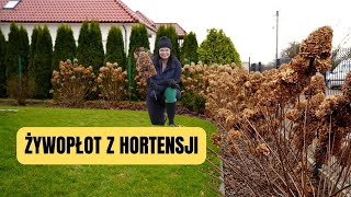 Hortensja bukietowa cięcie ŻYWOPŁOT Z HORTENSJI KIEDY SADZIĆ HORTENSJE [upl. by Ikciv769]