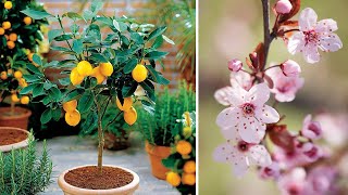 Árboles frutales para jardín Tips Jardineria y Paisajismo Arboles para macetas [upl. by Renell187]