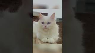 White cute catbilliyan billiyan teriyan akhiyan 💓💓ytshorts [upl. by Lainey]