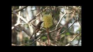 Eastern Spinebill Acanthorhynchus tenuirostris [upl. by Laszlo737]