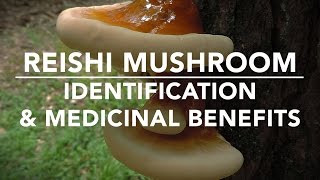 Reishi Mushroom Ganoderma tsugae Identification And Medicinal Benefits With Adam Haritan [upl. by Salahcin]