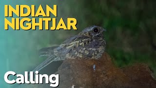 Indian Nightjar  Caprimulgus asiaticus  calling nightjar [upl. by Holli]