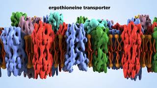 Ergothioneine the new super antioxidant [upl. by Shakespeare]