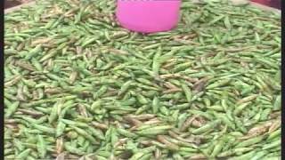 Grasshoppers Nseenene traders in Uganda reap big [upl. by Margalo540]