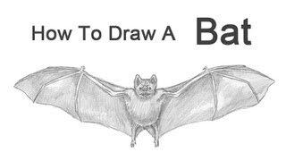 How to Draw a Bat Vampire Bat [upl. by Tammany]