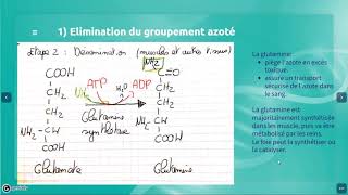 Métabolisme azoté partie 2 Le catabolisme des acides aminés [upl. by Laerol767]