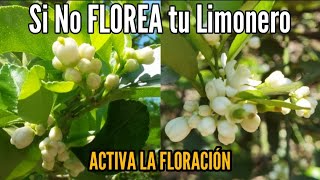 Activa la Floración en tu Limonero 🌼 Tu Planta no quiere Florecer con este Truco explotara de flores [upl. by Hamer]