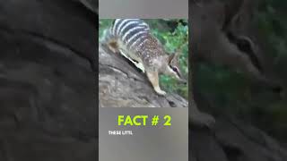 Numbats Australia’s Striped Marvel [upl. by Toulon]