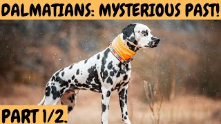 DALMATIAN DOGS the mysterious past and origin [upl. by Loriner]