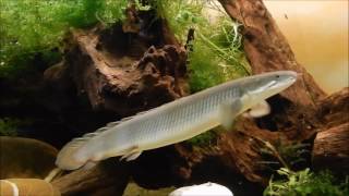 Flösselhechte  Polypterus Senegalus [upl. by Yecaw]