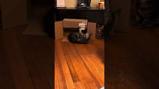 Maine coon kittens perform cardboard box wrestling move crazycoons shorts funny cat [upl. by Coveney]