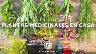 La Mejor Medicina Natural Que Debes Tener En Casa  Plantas Medicinales Herbolaria En Casa🪴🌿💚 [upl. by Euhc]