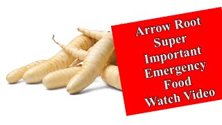 Arrow Root a Super Important Emergency Food [upl. by Daugherty]