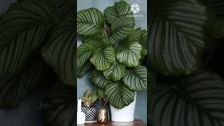 Easy to grow House Plants indoorplants plants garden plantlover youtubeshorts shorts [upl. by Juliano]