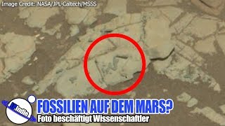 Fossilien auf dem Mars  Foto beschäftigt Wissenschaftler [upl. by Harday]