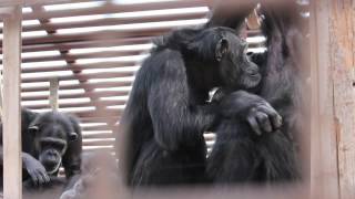 chimpanzees grooming [upl. by Ritchie]