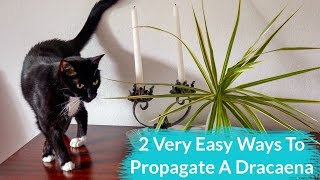 2 Very Easy Ways To Propagate A Dracaena [upl. by Padgett]