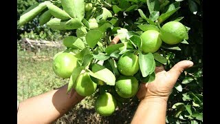 FAÇA SEU PÉ DE LIMÃO PRODUZIR FRUTOS O ANO TODO COM ESSA TÉCNICA [upl. by Nedra]