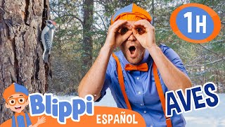 Buscando aves con Blippi 🦜🦅 Blippi Español  Videos educativos para niños  Aprende y Juega [upl. by Iloj]