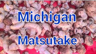 Matsutake Mushrooms In Michigan [upl. by Hindu656]