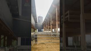 Bâtiment un peu spécial 🐄 agriculture taureaux batiment suisse [upl. by Sone320]