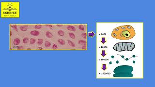 METHODS OF STUDYING CELLS [upl. by Renita]