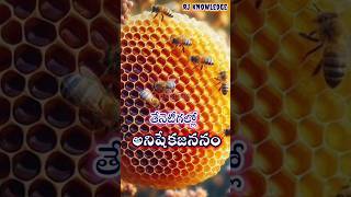 తేనెటీగల్లో అనిషేక జననంParthenogenesis in Bees facts biology animalkingdom sciencefacts [upl. by Idoc]