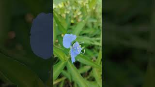 কানাইবাঁশিtropical spiderwortwandering JewCommelina benghalensis love nature beautiful blue [upl. by Obrien437]