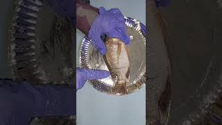 Dissection of a Fish  Tilapia External and Internal Parts Anatomy [upl. by Evod]