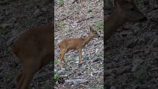 Le fameux « aboiement » du brocard  😍chevreuil roe roebuck roedeer brocard caprioli [upl. by Ylrebme]