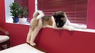 Akita puppy  12 week old American Akita  CODY [upl. by Willock]