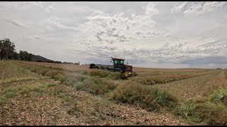 Harvest is quickly approaching  Windrowing Canola [upl. by Attiuqihc]