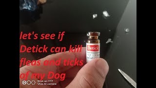 LETS SEE IF DETICK CAN REALLY KILL FLEAS AND TICKS OF MY DOG [upl. by Ianej795]