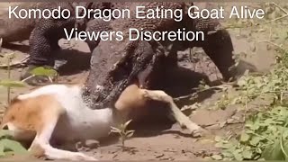 Komodo Dragon Eating Goat Alive  Viewers Discretion [upl. by Gerrald]