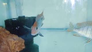 Geophagus Red Head Topajos Breeding pairs for sale [upl. by Loftis]