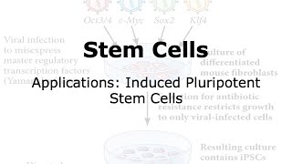 Applications involving induced Pluripotent Stem Cells iPSCs [upl. by Anoiuq]