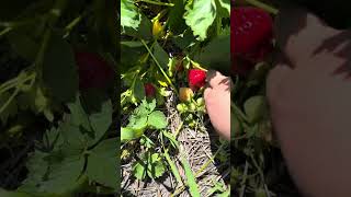 Strawberry picking in winnipeg Boonstra farms [upl. by Ahsin]