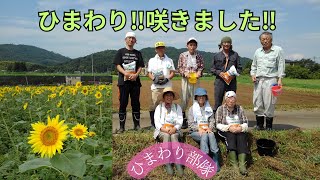 宮城県伊具郡丸森町中平ひまわり畑‼種まきから42日…ひまわり咲きました‼是非とも見に来て下さい❣ [upl. by Melosa]