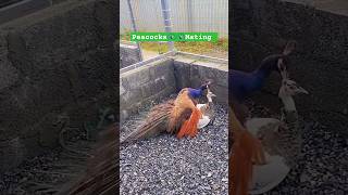 Peacocks 🦚 🦚 Mating shorts viralvideo mating peacock [upl. by Aube]