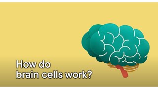 How do brain cells work [upl. by Esmond234]