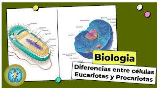 EXANIII  Biología Diferencias entre Células Eucariotas y Procariotas La Célula [upl. by Kirst764]